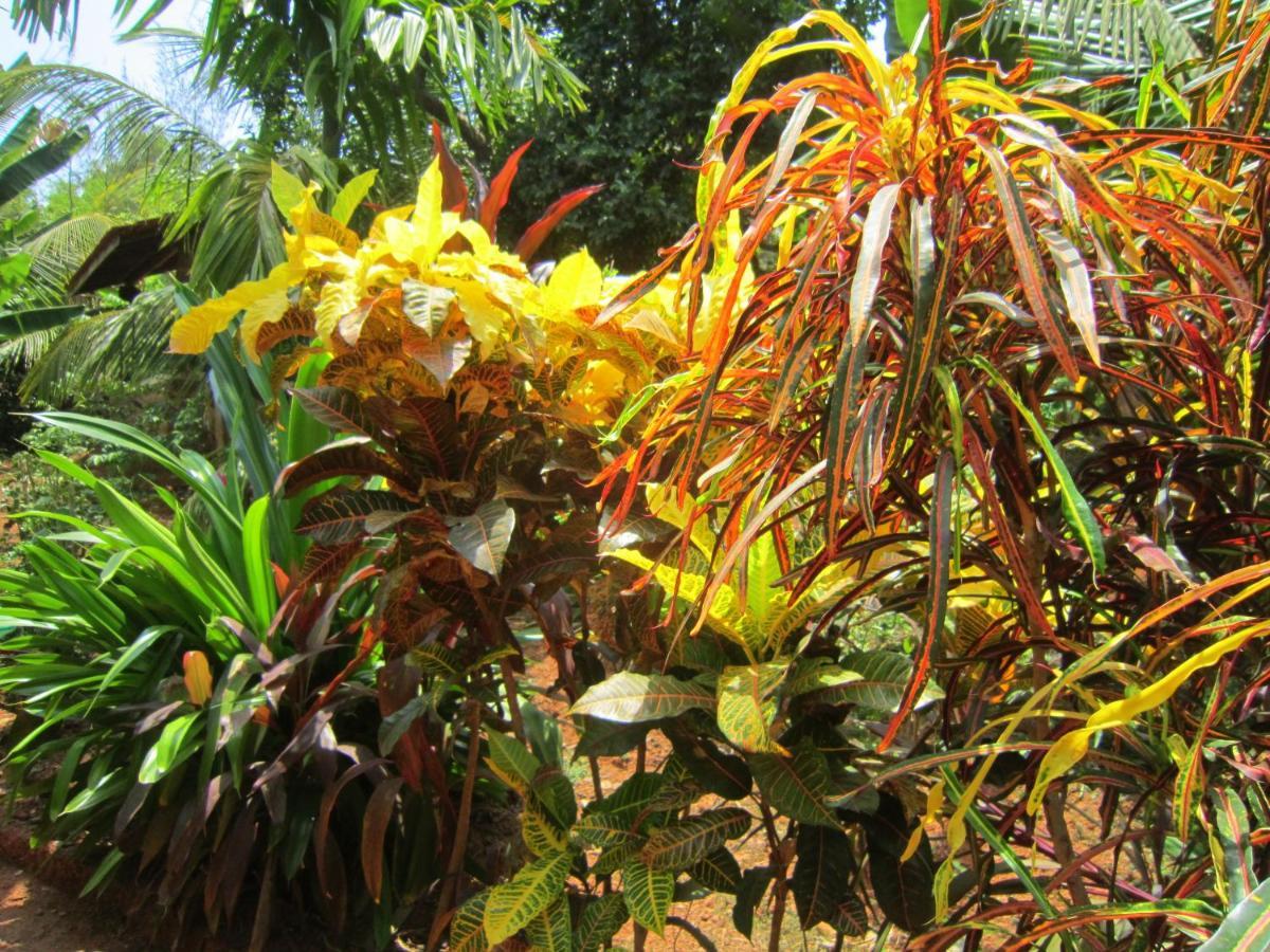 Namaste Yoga Farm Villa Gokarna  Exterior foto