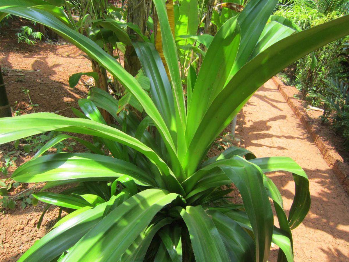 Namaste Yoga Farm Villa Gokarna  Exterior foto