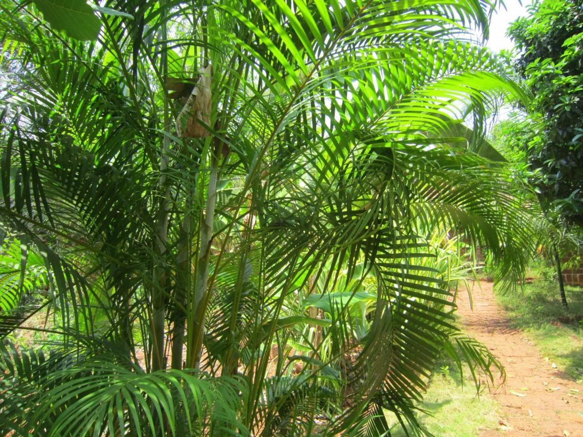 Namaste Yoga Farm Villa Gokarna  Exterior foto